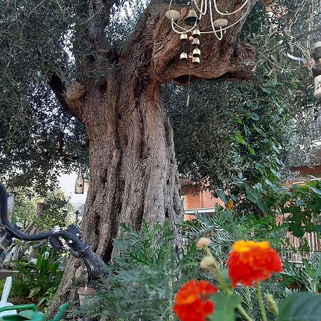 Antico Olivo Apartamento Tuoro sul Trasimeno Exterior foto